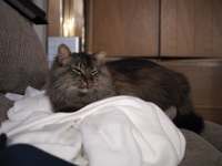 Hermes DS couch C201198.JPG